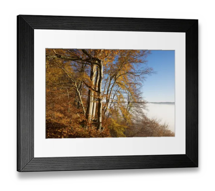 Framed Print : Autumnal beeches, mist over Pupplinger Au Framed Print : Autumnal beeches, mist over Pupplinger Au