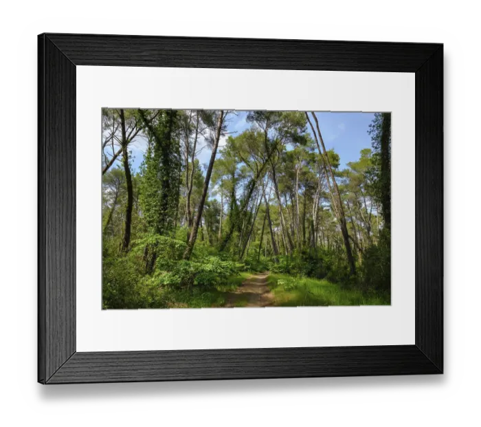Framed Print : Pine forest, Divjaka-Karavasta National Park Framed Print : Pine forest, Divjaka-Karavasta National Park