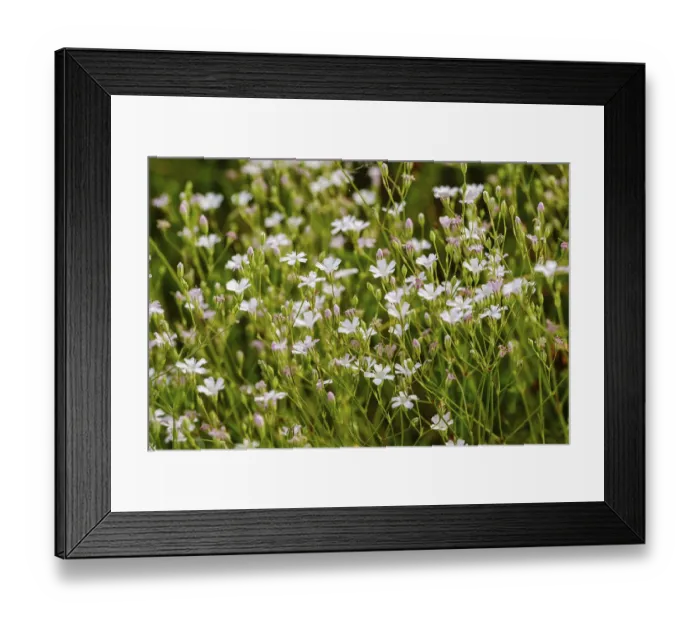 Framed Print : Creeping Baby's Breath (Gypsophila repens) Framed Print : Creeping Baby's Breath (Gypsophila repens)