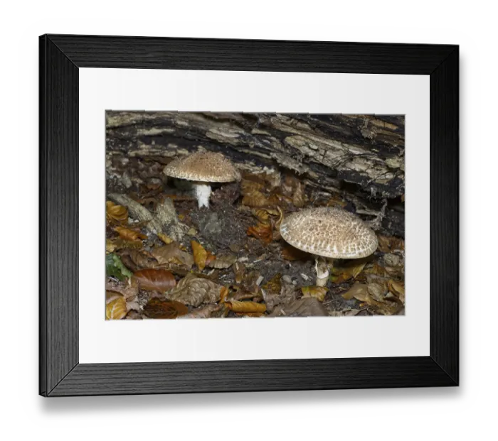 Framed Print : Pointed scaly parasol, Echinoderma aspera vertseck under a tree trunk Framed Print : Pointed scaly parasol, Echinoderma aspera vertseck under a tree trunk