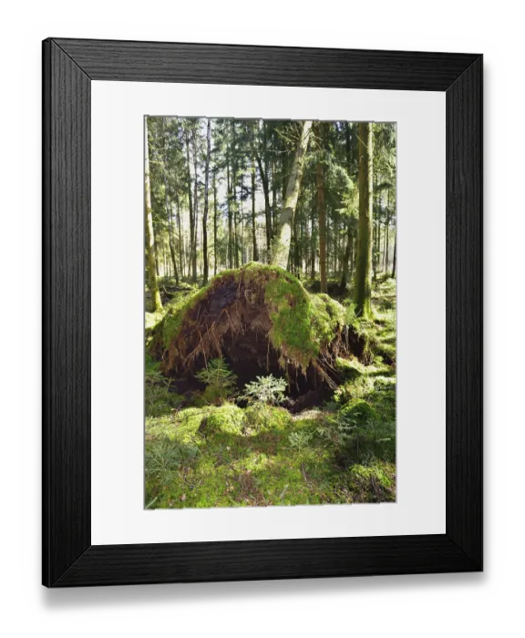 Framed Print : Uprooted spruce (Picea abies) after a storm