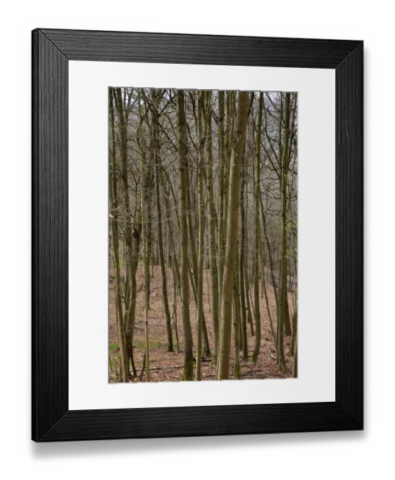 Framed Print : Leafless beech forest in autumnal mood with leaves on the ground Framed Print : Leafless beech forest in autumnal mood with leaves on the ground