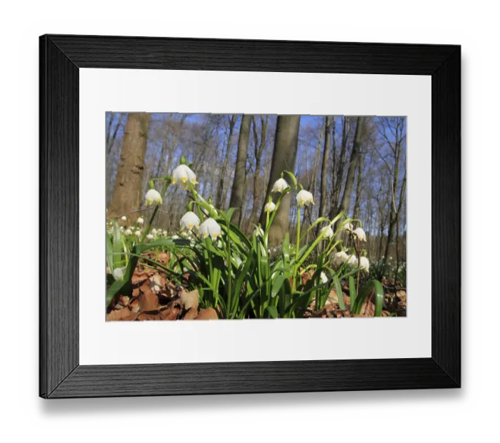 Framed Print : Spring Snowflakes (Leucojum vernum) Framed Print : Spring Snowflakes (Leucojum vernum)