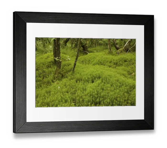 Framed Print : Undergrowth of hair moss (Polytrichum sp) Framed Print : Undergrowth of hair moss (Polytrichum sp)
