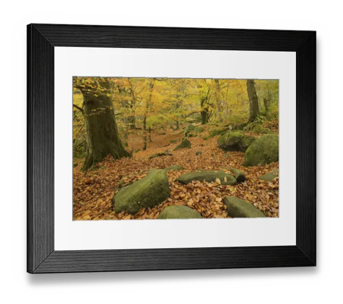 Framed Print : Common Beech (Fagus sylvatica) and Common Oak (Quercus robur) leaf litter amongst rocks in woodland habitat Framed Print : Common Beech (Fagus sylvatica) and Common Oak (Quercus robur) leaf litter amongst rocks in woodland habitat