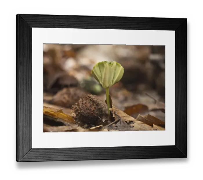 Framed Print : Seedling of common beech (Fagus sylvatica)