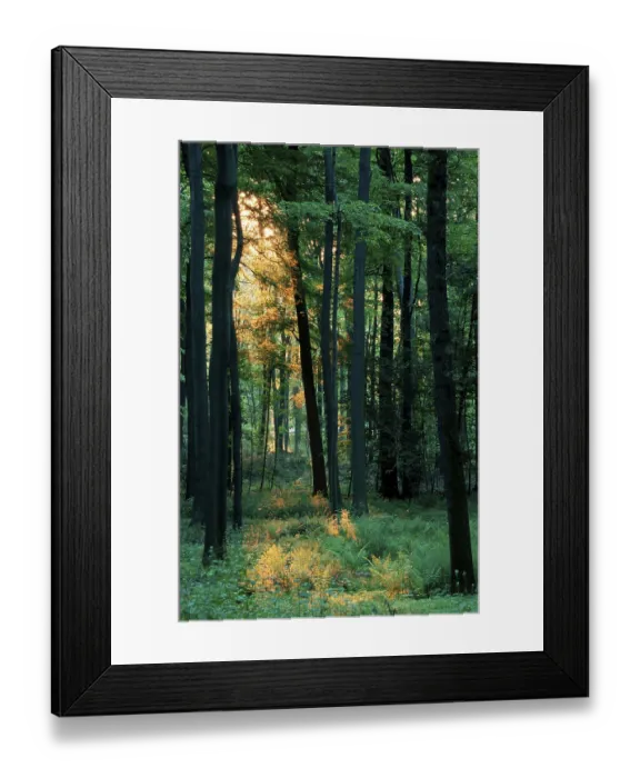 Framed Print : Deciduous forest on a spring morning (Europe) (backlight) (green) (vertical) (landscapes) (landscapes)