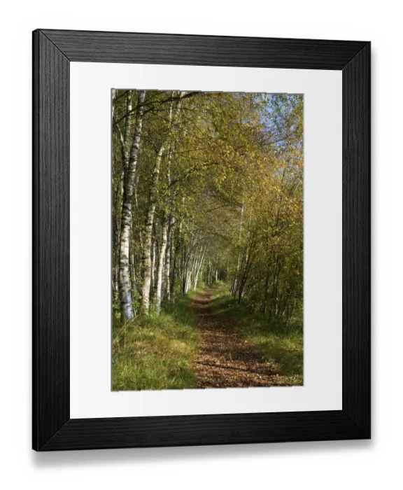 Framed Print : Forest path with birches (Betula)