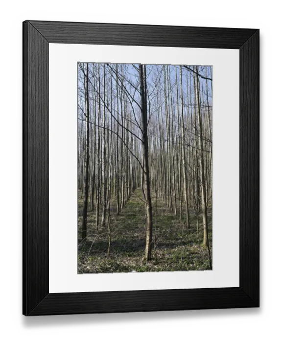 Framed Print : Planting of Black alders (Alnus glutinosa)