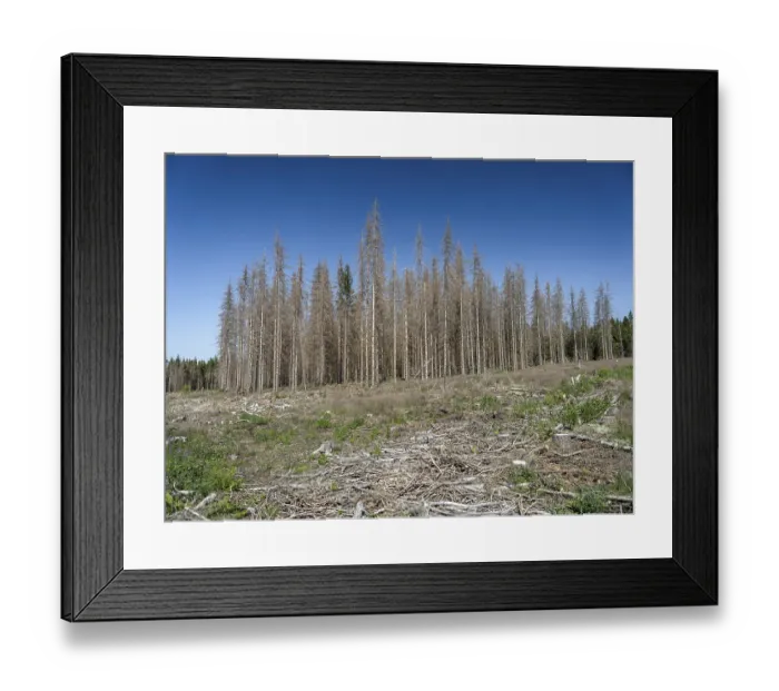 Framed Print : Dead, dead spruces (Picea), tree death Framed Print : Dead, dead spruces (Picea), tree death