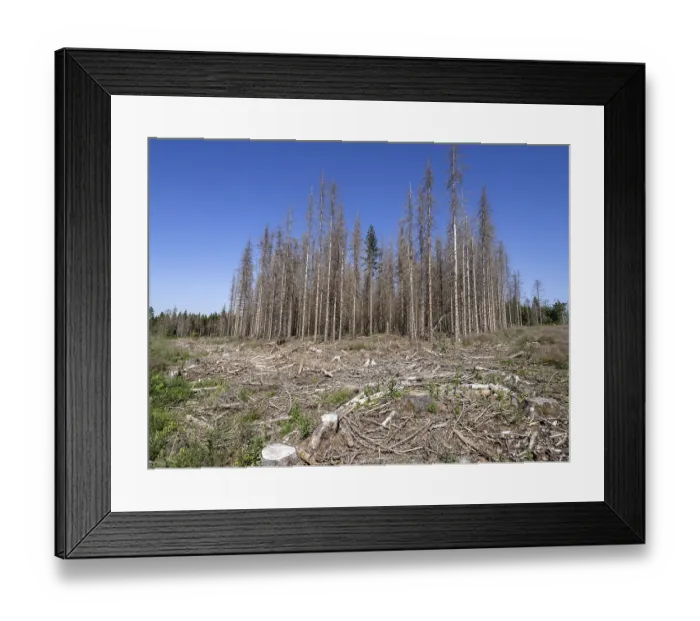 Framed Print : Dead, dead spruces (Picea), stumps of felled trees Framed Print : Dead, dead spruces (Picea), stumps of felled trees