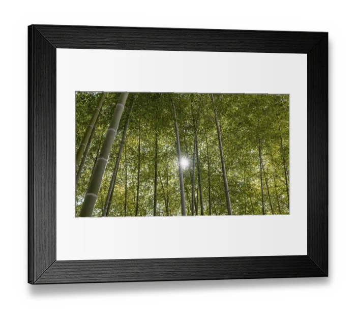 Framed Print : Forest with trees close up 2 Framed Print : Forest with trees close up 2