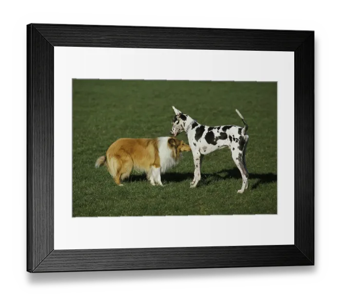 Framed Print : Collie Dog meeting a Great Dane Framed Print : Collie Dog meeting a Great Dane