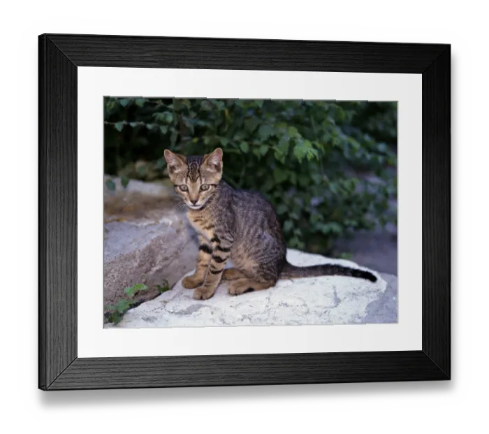 Framed Print : Domestic Cat, kitten, domestic cat