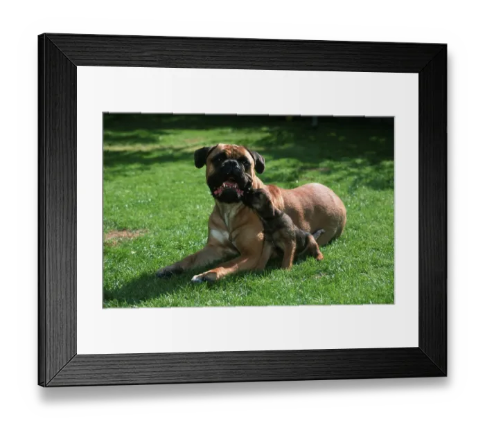 Framed Print : Bullmastiff and Border Terrier puppy Framed Print : Bullmastiff and Border Terrier puppy