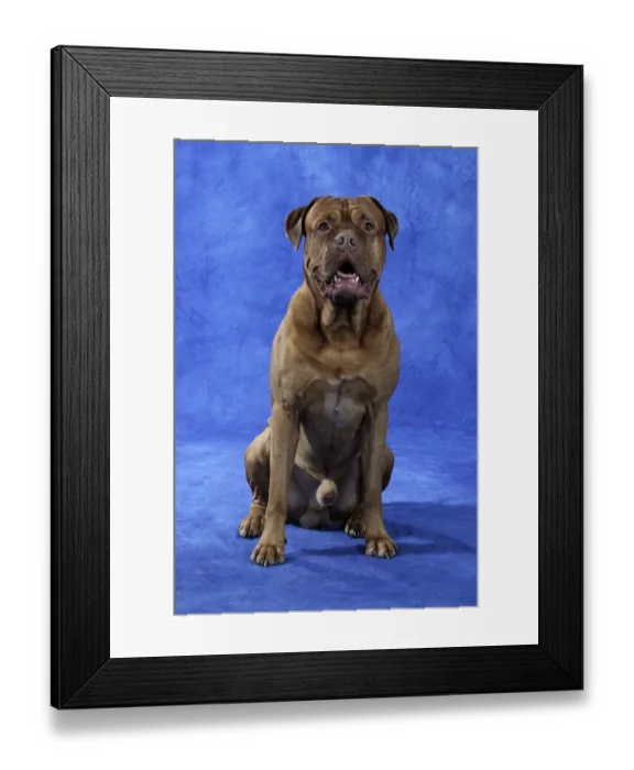 Framed Print : Dogue de Bordeaux, Bordeaux Mastiff or French Mastiff