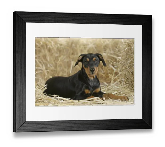 Framed Print : German Pinscher, puppy, 10 weeks Framed Print : German Pinscher, puppy, 10 weeks