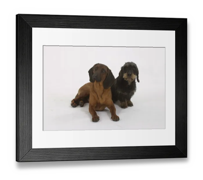 Framed Print : Bavarian Mountain Sweat Dog and Roughhaired Dachshund