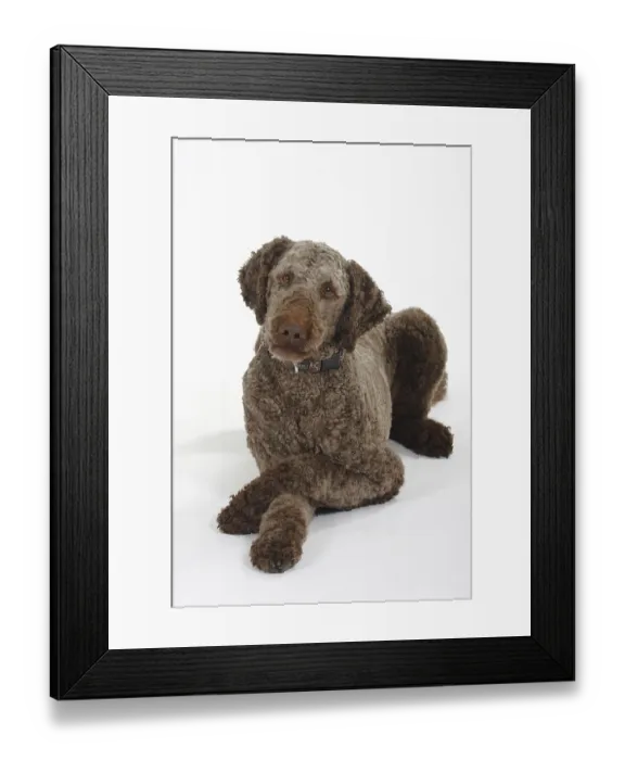 Framed Print : Large poodle, brown, shorn, king poodle, poodle