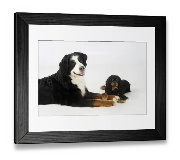 Framed Print : Bernese Mountain Dog and Cavalier King Charles Spaniel