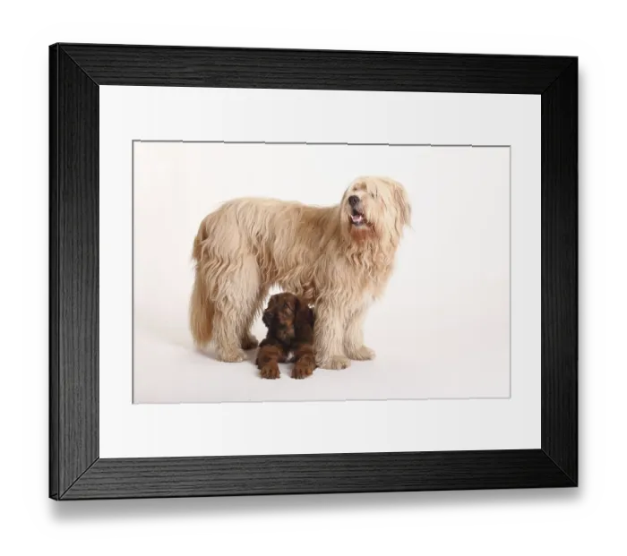 Framed Print : Mixed breed dog (Briard mix) and Briard