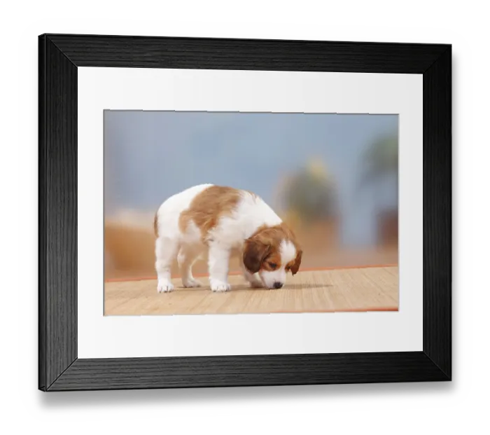 Framed Print : Kooikerhondje, puppy, 8 weeks, sniffing on carpet