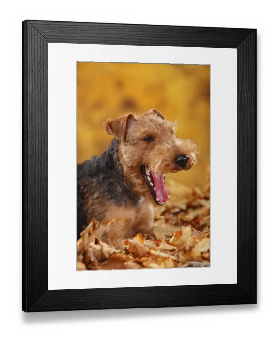 Framed Print : Welsh Terrier, bitch, autumn leaves Framed Print : Welsh Terrier, bitch, autumn leaves