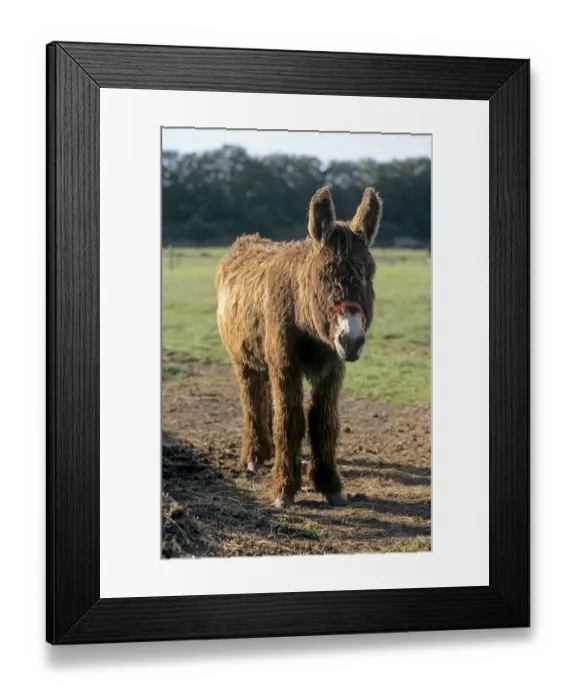 Framed Print : Poitou Giant Donkey with Goat, Poitou Donkey