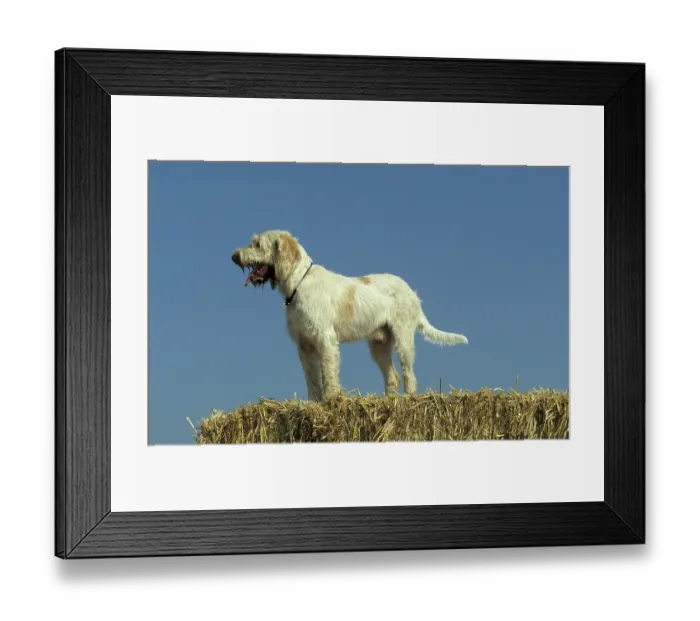 Framed Print : Spinone Italiano (Italian Roughhaired Pointing Dog)