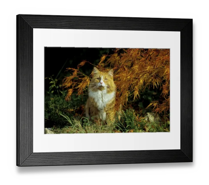 Framed Print : Domestic cat, male, red-white