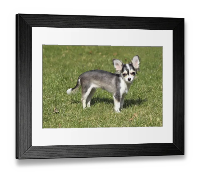Framed Print : Chihuahua Haushund Framed Print : Chihuahua Haushund