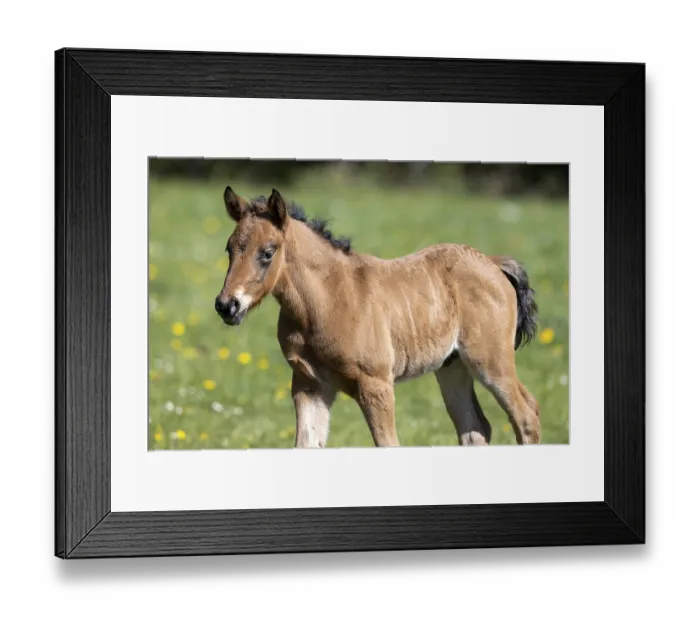 Framed Print : Mongrel horse, foal, Germany Framed Print : Mongrel horse, foal, Germany