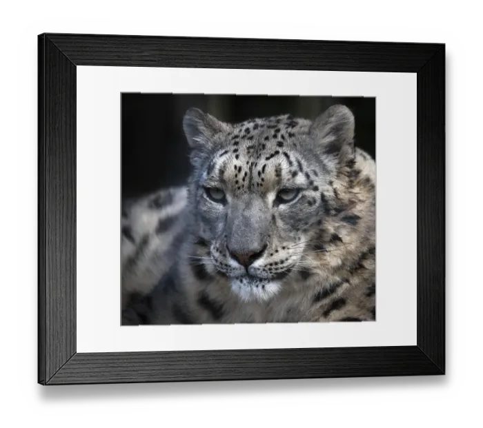 Framed Print : Snow Leopard (Panthera uncia)