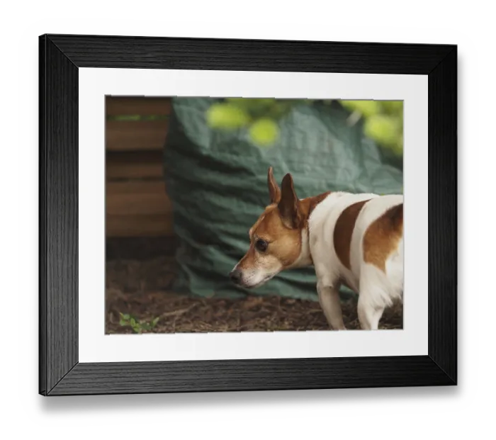 Framed Print : Jack Russell Terrier in the garden Framed Print : Jack Russell Terrier in the garden