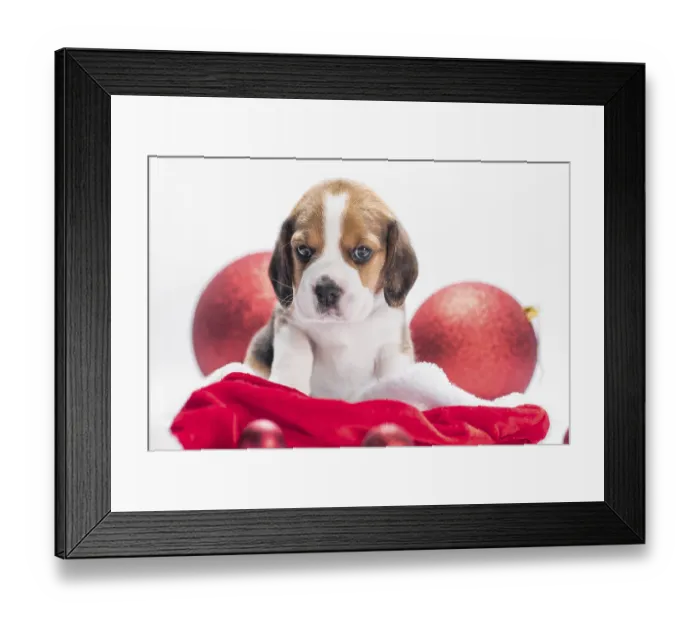 Framed Print : Beagle puppy in Santa hat is sitting near two Christmas balls on a white background