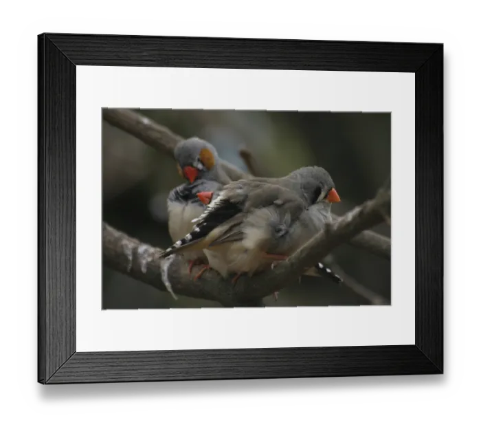 Framed Print : Zebra finches