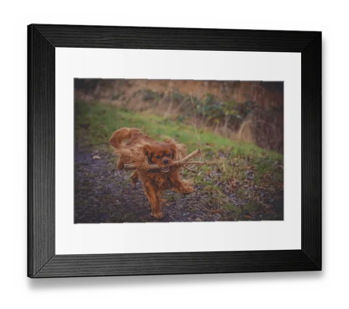 Framed Print : Dog (Cavalier King Charles Spaniel) running with a stick in its mouth in a meadow