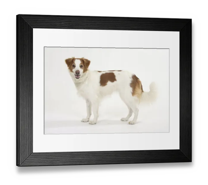 Framed Print : Kromfohrlander, lateral Kromfohrl?nder Framed Print : Kromfohrlander, lateral Kromfohrl?nder