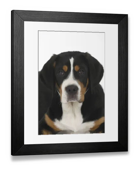 Framed Print : Great Swiss Mountain Dog, puppy, 14 weeks