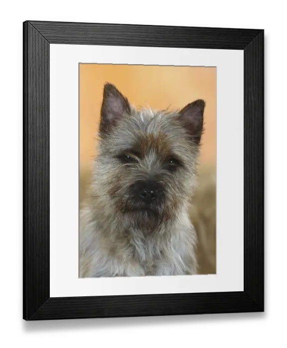 Framed Print : Cairn-Terrier