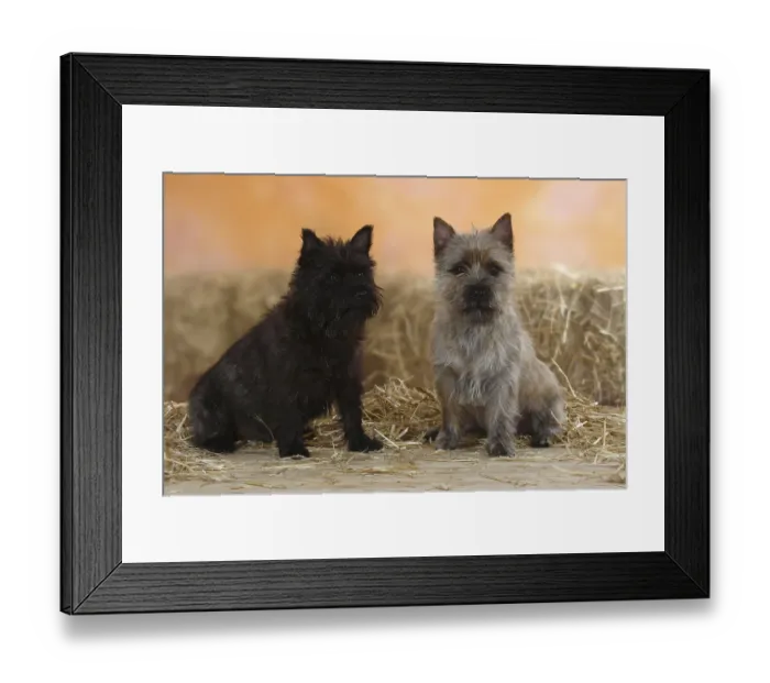 Framed Print : Cairn-Terrier Framed Print : Cairn-Terrier