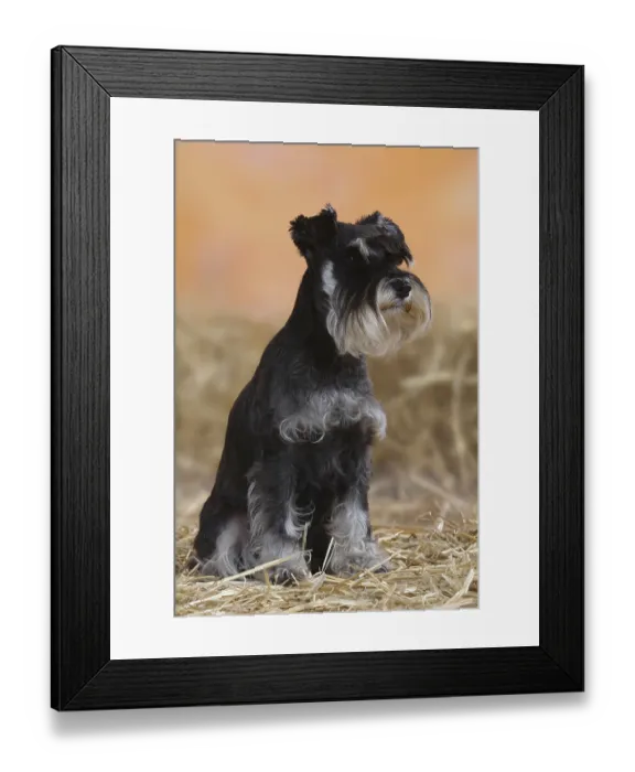 Framed Print : Miniature Schnauzer, black-silver, Schnauzer Framed Print : Miniature Schnauzer, black-silver, Schnauzer