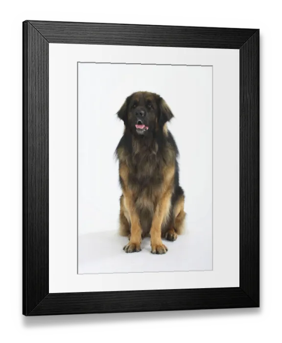 Framed Print : Leonberger Framed Print : Leonberger