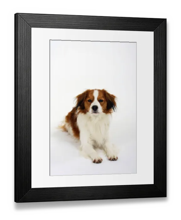 Framed Print : Kooikerhondje, Small Dutch Waterfowl Dog
