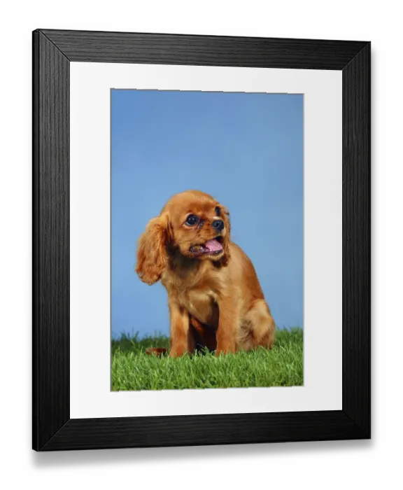 Framed Print : Cavalier King Charles Spaniel, puppy Framed Print : Cavalier King Charles Spaniel, puppy