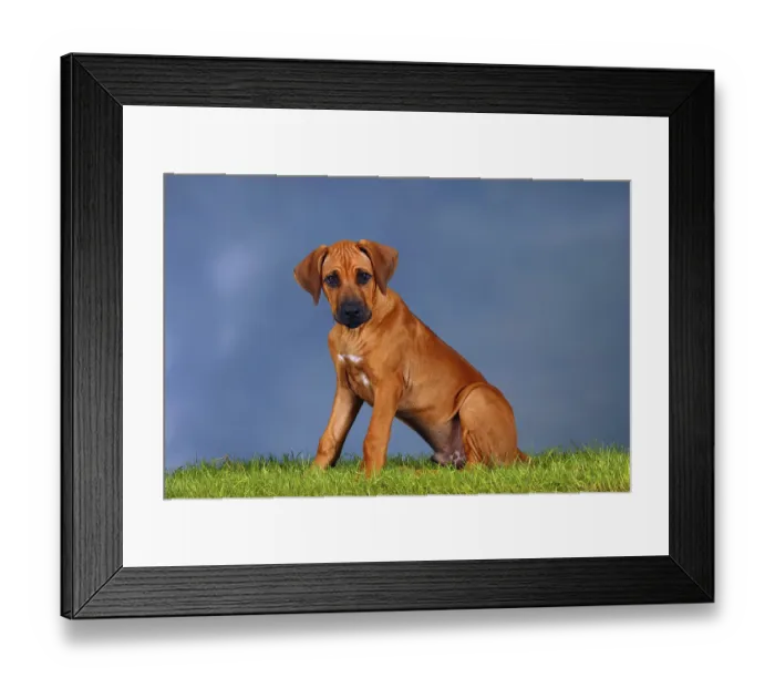 Framed Print : Rhodesian Ridgeback, puppy, 3 months, sideways Framed Print : Rhodesian Ridgeback, puppy, 3 months, sideways