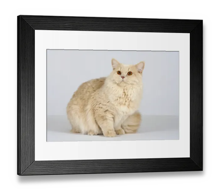 Framed Print : British longhair cat, male, cream