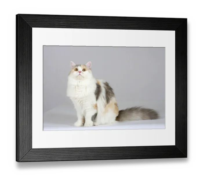Framed Print : British Longhair cat, blue-cream-white