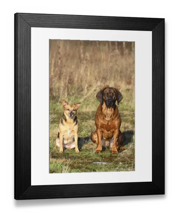 Framed Print : German Hunting Terrier and Hanoverian Welding Dog