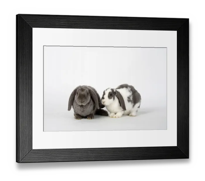 Framed Print : Lilac-white and lilac, 14 weeks Framed Print : Lilac-white and lilac, 14 weeks
